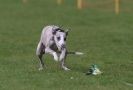 Image 46 in WHIPPET RACING AT NEWMARKET 25 APRIL 2010