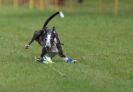 Image 47 in WHIPPET RACING AT NEWMARKET 25 APRIL 2010