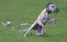 Image 48 in WHIPPET RACING AT NEWMARKET 25 APRIL 2010