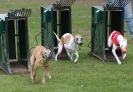 Image 49 in WHIPPET RACING AT NEWMARKET 25 APRIL 2010