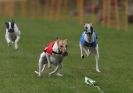 Image 5 in WHIPPET RACING AT NEWMARKET 25 APRIL 2010