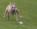 Image 50 in WHIPPET RACING AT NEWMARKET 25 APRIL 2010