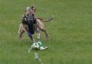 Image 51 in WHIPPET RACING AT NEWMARKET 25 APRIL 2010