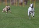 Image 52 in WHIPPET RACING AT NEWMARKET 25 APRIL 2010