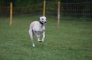 Image 53 in WHIPPET RACING AT NEWMARKET 25 APRIL 2010