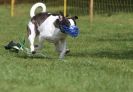 Image 54 in WHIPPET RACING AT NEWMARKET 25 APRIL 2010