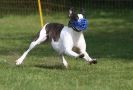 Image 55 in WHIPPET RACING AT NEWMARKET 25 APRIL 2010