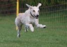 Image 56 in WHIPPET RACING AT NEWMARKET 25 APRIL 2010