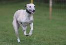 Image 57 in WHIPPET RACING AT NEWMARKET 25 APRIL 2010