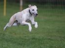 Image 58 in WHIPPET RACING AT NEWMARKET 25 APRIL 2010