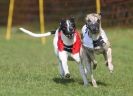 Image 59 in WHIPPET RACING AT NEWMARKET 25 APRIL 2010