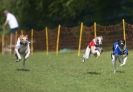 Image 60 in WHIPPET RACING AT NEWMARKET 25 APRIL 2010