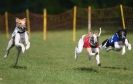 Image 61 in WHIPPET RACING AT NEWMARKET 25 APRIL 2010