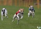 Image 7 in WHIPPET RACING AT NEWMARKET 25 APRIL 2010