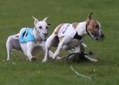 Image 8 in WHIPPET RACING AT NEWMARKET 25 APRIL 2010