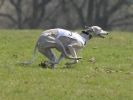 Image 11 in BSFA.  LURE COURSING APRIL 2010