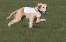 Image 12 in BSFA.  LURE COURSING APRIL 2010