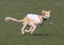 Image 13 in BSFA.  LURE COURSING APRIL 2010