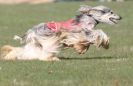 Image 14 in BSFA.  LURE COURSING APRIL 2010