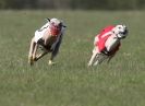 Image 15 in BSFA.  LURE COURSING APRIL 2010