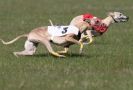 Image 16 in BSFA.  LURE COURSING APRIL 2010