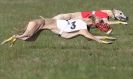 Image 18 in BSFA.  LURE COURSING APRIL 2010