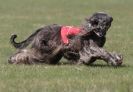 Image 20 in BSFA.  LURE COURSING APRIL 2010