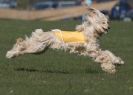 Image 21 in BSFA.  LURE COURSING APRIL 2010