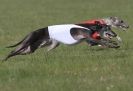 Image 23 in BSFA.  LURE COURSING APRIL 2010