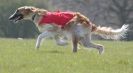 Image 28 in BSFA.  LURE COURSING APRIL 2010