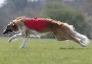 Image 29 in BSFA.  LURE COURSING APRIL 2010