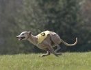 Image 31 in BSFA.  LURE COURSING APRIL 2010