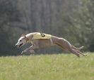 Image 32 in BSFA.  LURE COURSING APRIL 2010