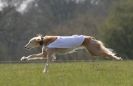 Image 34 in BSFA.  LURE COURSING APRIL 2010