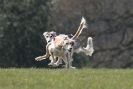 Image 35 in BSFA.  LURE COURSING APRIL 2010