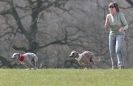 Image 36 in BSFA.  LURE COURSING APRIL 2010