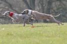 Image 37 in BSFA.  LURE COURSING APRIL 2010