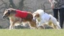 Image 39 in BSFA.  LURE COURSING APRIL 2010