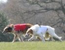 Image 40 in BSFA.  LURE COURSING APRIL 2010