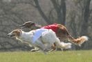 Image 41 in BSFA.  LURE COURSING APRIL 2010