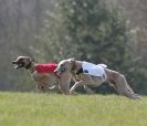 Image 43 in BSFA.  LURE COURSING APRIL 2010