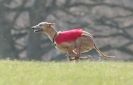 Image 45 in BSFA.  LURE COURSING APRIL 2010