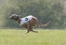 Image 46 in BSFA.  LURE COURSING APRIL 2010