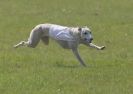 Image 5 in BSFA.  LURE COURSING APRIL 2010