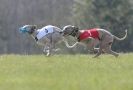 Image 50 in BSFA.  LURE COURSING APRIL 2010