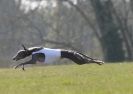 Image 55 in BSFA.  LURE COURSING APRIL 2010