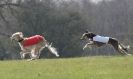 Image 57 in BSFA.  LURE COURSING APRIL 2010