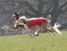 Image 58 in BSFA.  LURE COURSING APRIL 2010