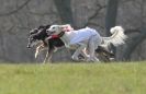 Image 59 in BSFA.  LURE COURSING APRIL 2010