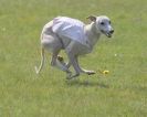 Image 6 in BSFA.  LURE COURSING APRIL 2010